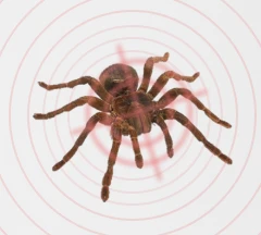 Controlo de pragas - Aranha - Em Portugal - Protective Shield