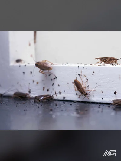 Infestação de baratas